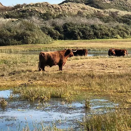Apartment Shell 61 Zandvoort