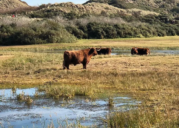 Lägenhet Shell 61 Zandvoort